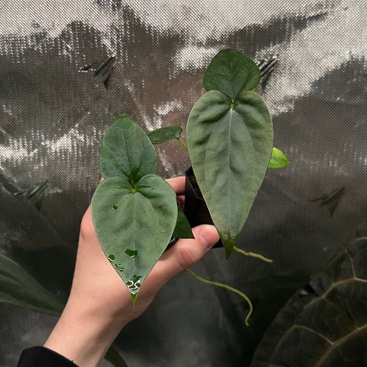 Anthurium sp. Napo x papillilaminum 'RA5 S1' *GROWERS CHOICE*