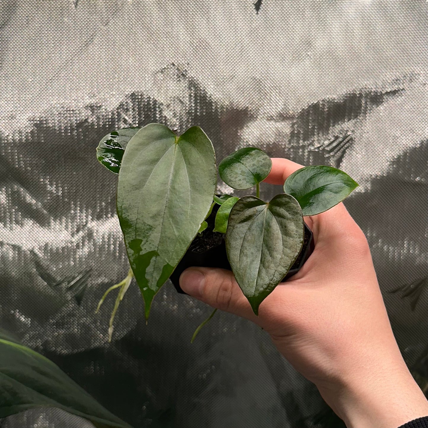 Anthurium papillilaminum 'Fort Sherman S1' x sp. Napo *GROWERS CHOICE*