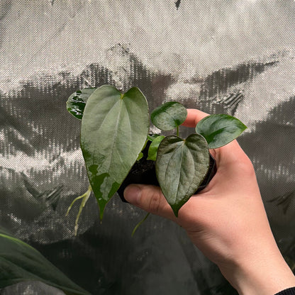 Anthurium papillilaminum 'Fort Sherman S1' x sp. Napo *GROWERS CHOICE*