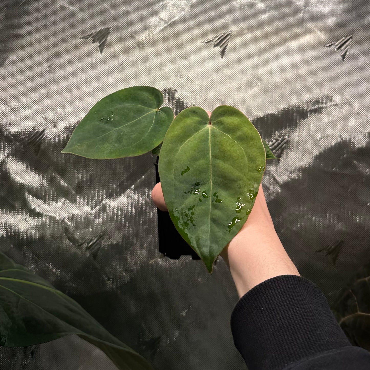 Anthurium 'Wonderboy A S1' x sp. nov. aff. dressleri