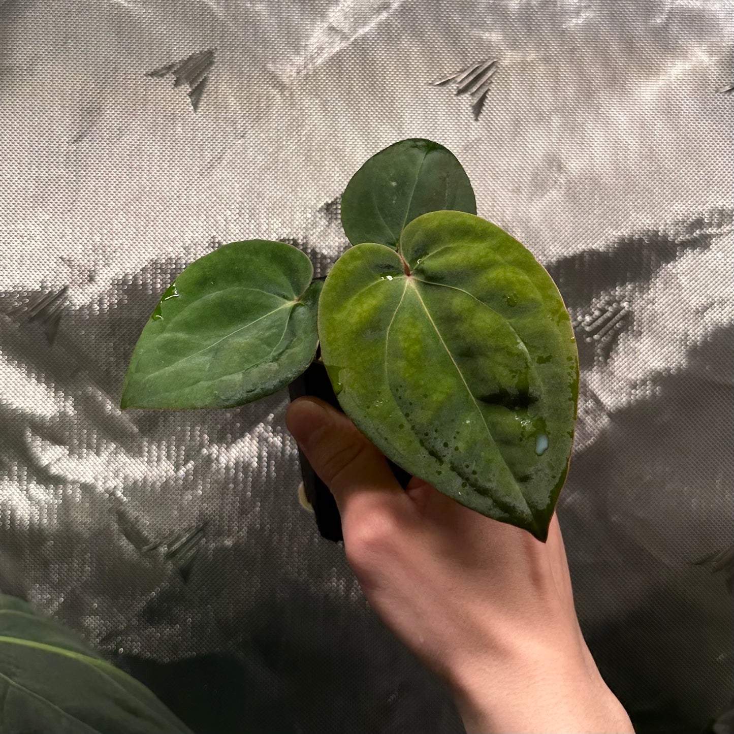 Anthurium 'Wonderboy A S1' x sp. nov. aff. dressleri