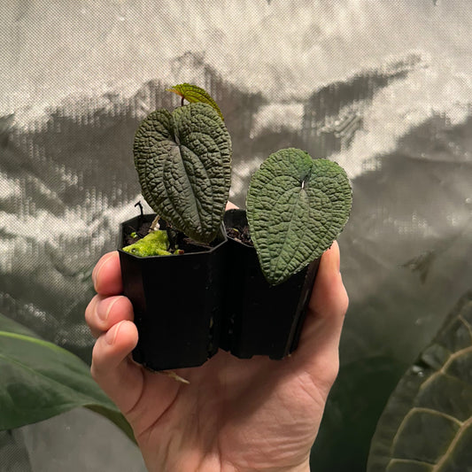 Anthurium clidemioides *GROWERS CHOICE*
