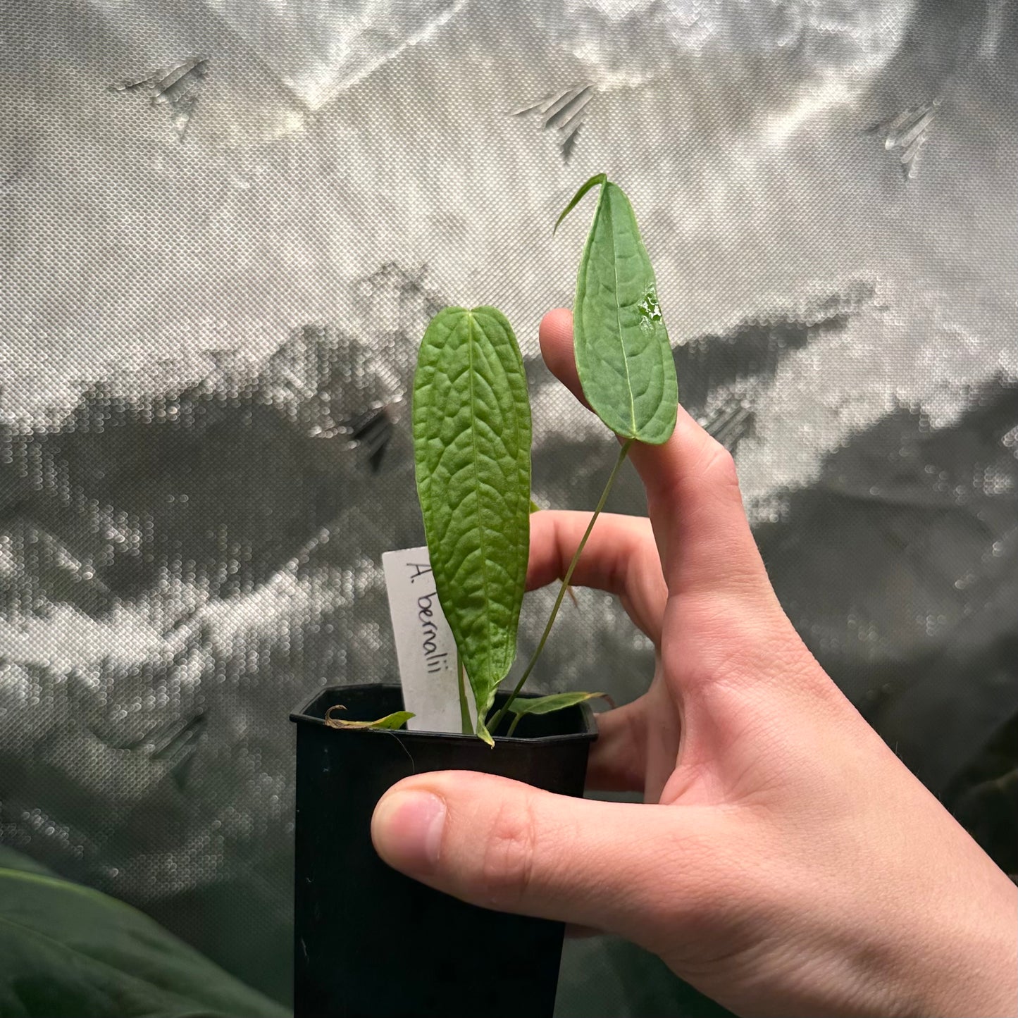 Anthurium bernalii