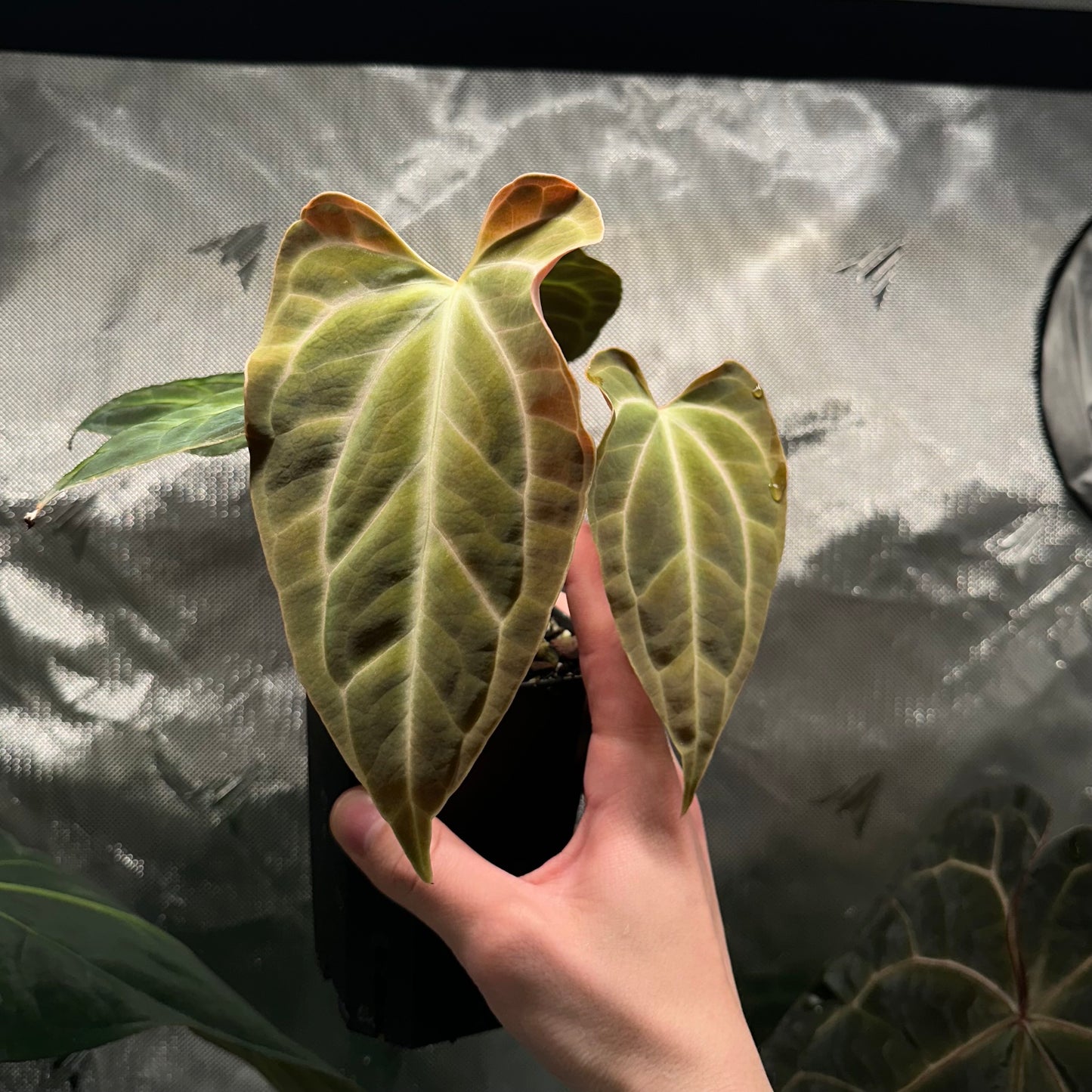 Anthurium aff. besseae nxc001