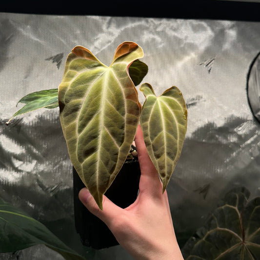 Anthurium aff. besseae nxc001