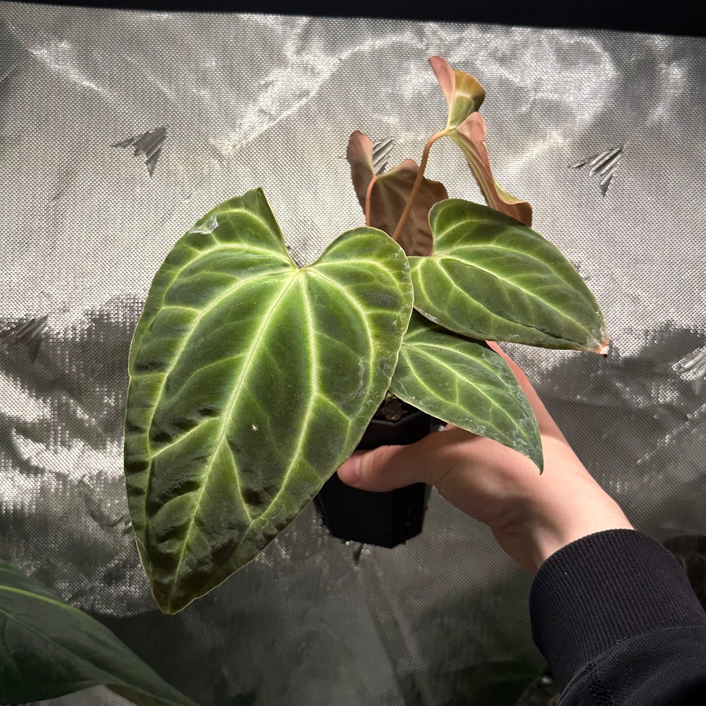 Anthurium aff. besseae nxc001