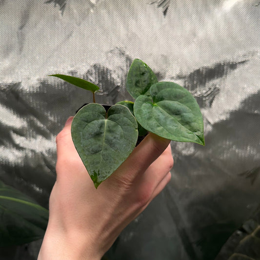 Anthurium (AOS x antolakii) x papillilaminum 'Long Bullet' seedling *GROWERS CHOICE*