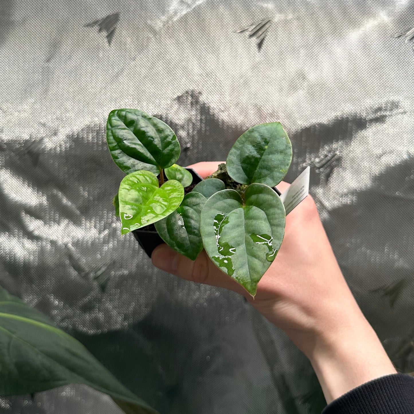 Anthurium papillilaminum 'Long Bullet' x luxurians *GROWERS CHOICE*