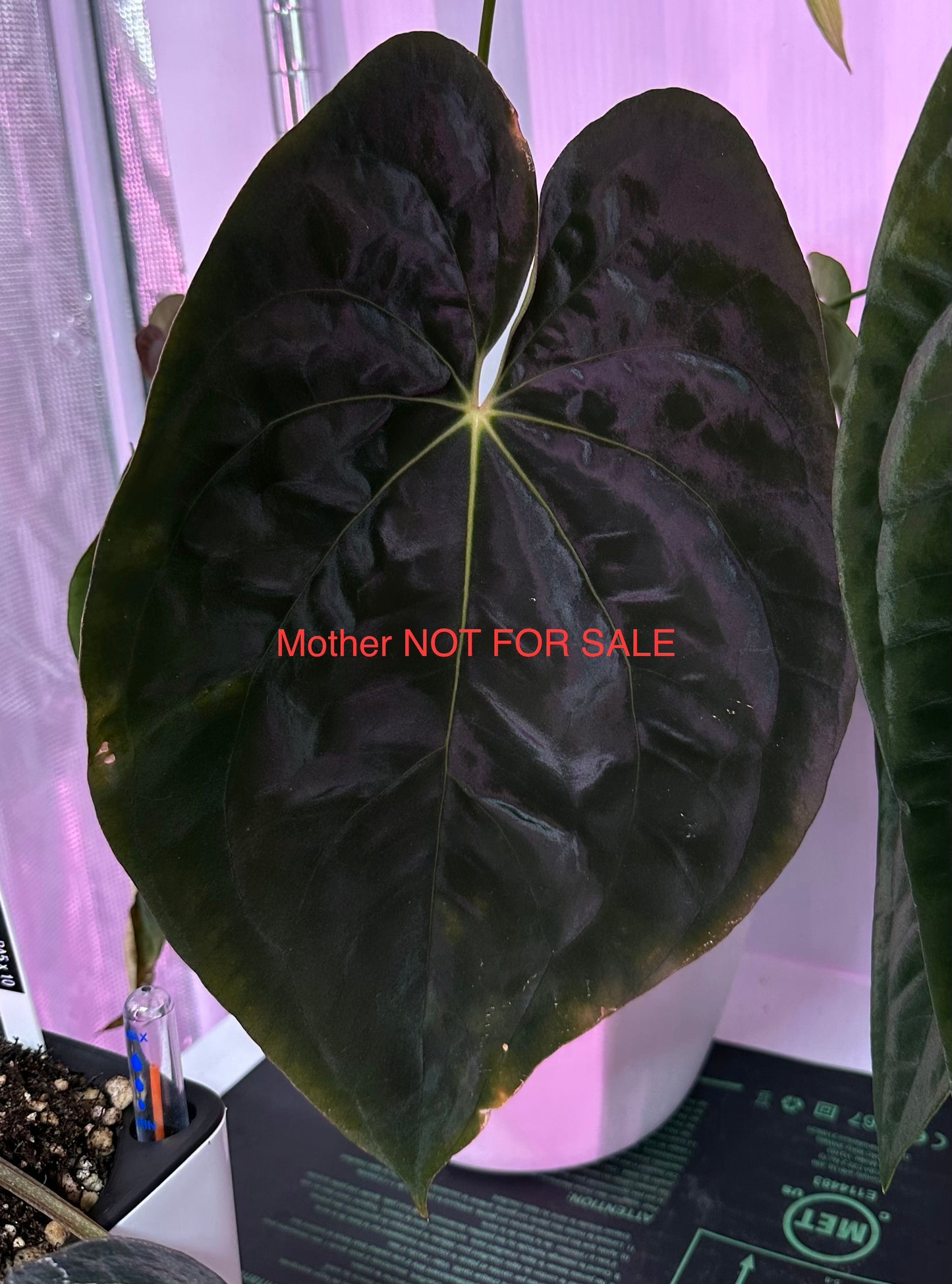 Anthurium antolakii x carlablackiae ("Arachne")
