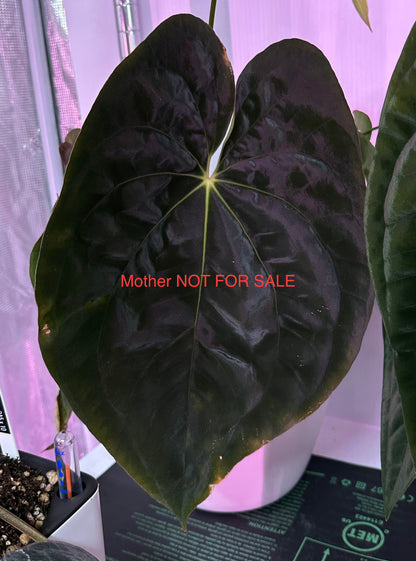 Anthurium antolakii x carlablackiae ("Arachne")