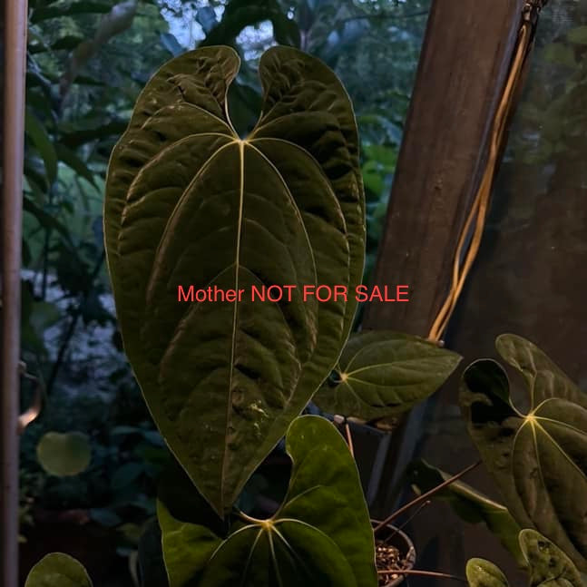 Anthurium papillilaminum 'Long Bullet' x luxurians *GROWERS CHOICE*