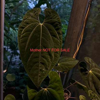 Anthurium papillilaminum 'Long Bullet' x luxurians *GROWERS CHOICE*